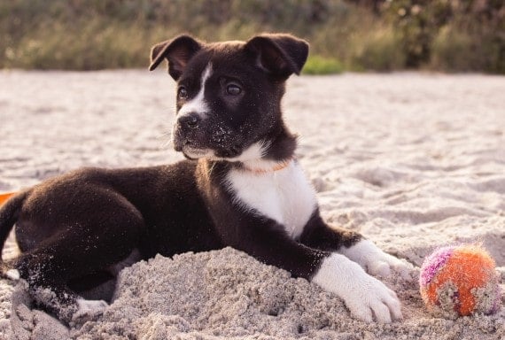 Bivvy dog on the beach